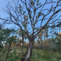 Eucalyptus melliodora (Yellow Box) at Red Hill, ACT - 21 May 2024 by Steve818