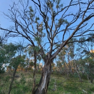 Eucalyptus melliodora at Red Hill Nature Reserve - 21 May 2024