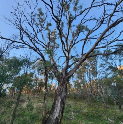Eucalyptus melliodora (Yellow Box) at Red Hill, ACT - 21 May 2024 by Steve818