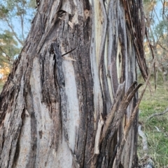 Eucalyptus melliodora at Red Hill Nature Reserve - 21 May 2024