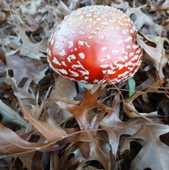 Amanita muscaria (Fly Agaric) at Kenny, ACT - 18 May 2024 by MAX