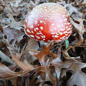 Amanita muscaria at suppressed by MAX