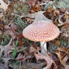 Amanita muscaria at Kenny, ACT - 18 May 2024