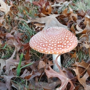 Amanita muscaria at Kenny, ACT - 18 May 2024