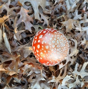 Amanita muscaria at Kenny, ACT - 18 May 2024