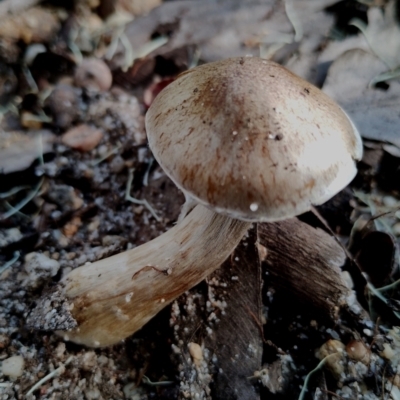 Unidentified Cap on a stem; gills below cap [mushrooms or mushroom-like] at suppressed - 21 May 2024 by Teresa