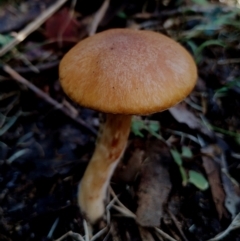 Unidentified Cap on a stem; gills below cap [mushrooms or mushroom-like] at suppressed - 21 May 2024 by Teresa
