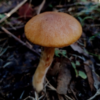 Unverified Cap on a stem; gills below cap [mushrooms or mushroom-like] at Corunna, NSW - 21 May 2024 by Teresa