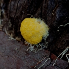 Fuligo septica (Scrambled egg slime) at Corunna, NSW - 21 May 2024 by Teresa