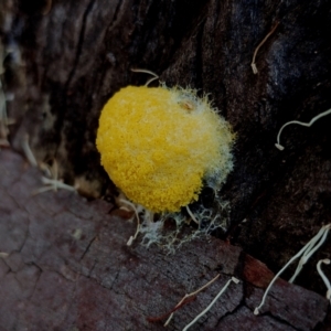 Myxomycete-plasmodium(class) (A slime mould) at suppressed by Teresa