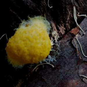 Fuligo septica at Corunna, NSW - suppressed