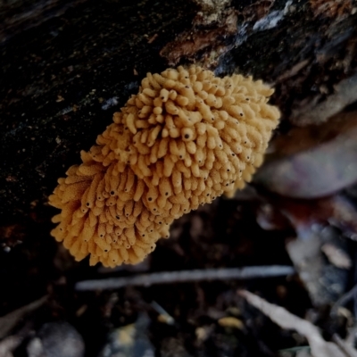 Heterotrichia obvelata at Corunna, NSW - 21 May 2024 by Teresa