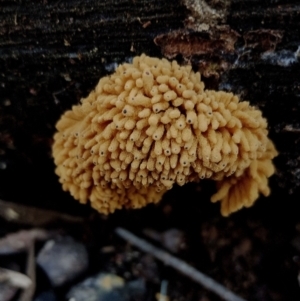 Heterotrichia obvelata at Corunna, NSW - 21 May 2024