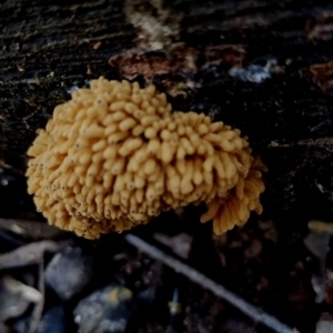 Heterotrichia obvelata at Corunna, NSW - 21 May 2024