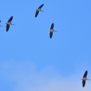 Threskiornis spinicollis (Straw-necked Ibis) at Wollondilly Local Government Area by Freebird