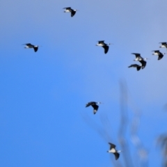 Threskiornis spinicollis at Wollondilly Local Government Area - 20 May 2024