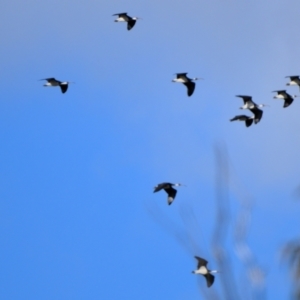 Threskiornis spinicollis at Wollondilly Local Government Area - 20 May 2024