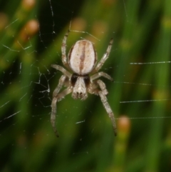 Unidentified Orb-weaving spider (several families) at Freshwater Creek, VIC - 7 Apr 2023 by WendyEM