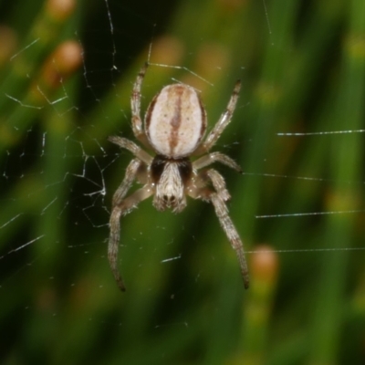 Unidentified Orb-weaving spider (several families) at Freshwater Creek, VIC - 7 Apr 2023 by WendyEM