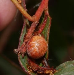 Araneus hamiltoni at WendyM's farm at Freshwater Ck. - 7 Apr 2023 by WendyEM