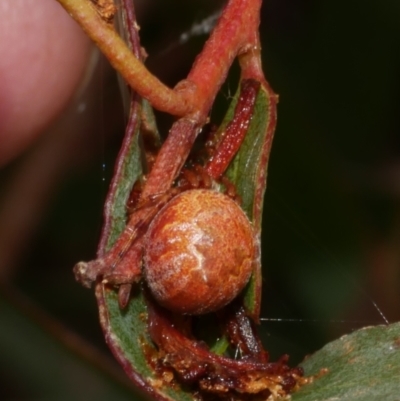 Araneus hamiltoni at Freshwater Creek, VIC - 7 Apr 2023 by WendyEM