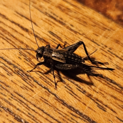 Unidentified Cricket (Orthoptera, several families) at QPRC LGA - 21 May 2024 by MatthewFrawley