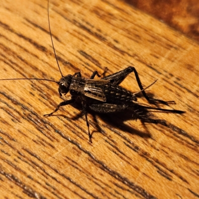 Teleogryllus commodus (Black Field Cricket) at QPRC LGA - 21 May 2024 by MatthewFrawley