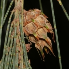 Cylindrococcus sp. (genus) (Allocasuarina Gall) at WendyM's farm at Freshwater Ck. - 7 Apr 2023 by WendyEM