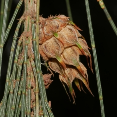 Unidentified Scale insect or Mealybug (Hemiptera, Coccoidea) at Freshwater Creek, VIC - 7 Apr 2023 by WendyEM