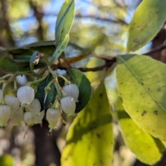 Arbutus unedo (Strawberry Tree) at Kambah, ACT - 21 May 2024 by HelenCross