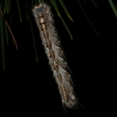 Porela delineata (Lined Porela) at Freshwater Creek, VIC - 14 Apr 2023 by WendyEM