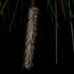 Porela delineata at WendyM's farm at Freshwater Ck. - 14 Apr 2023 11:47 PM