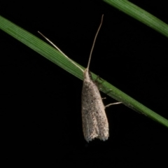 Lecithocera (genus) (A Gelechioid moth (Lecithoceridae)) at Freshwater Creek, VIC - 14 Apr 2023 by WendyEM