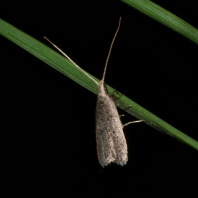 Lecithocera (genus) (A Gelechioid moth (Lecithoceridae)) at WendyM's farm at Freshwater Ck. - 14 Apr 2023 by WendyEM