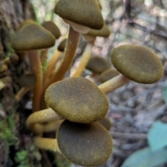 Armillaria luteobubalina (Australian Honey Fungus) at Paddys River, ACT - 21 May 2024 by HelenCross