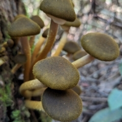 Armillaria luteobubalina (Australian Honey Fungus) at Tidbinbilla Nature Reserve - 21 May 2024 by HelenCross