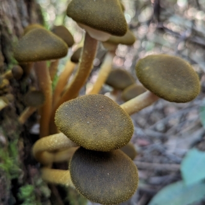Armillaria luteobubalina (Australian Honey Fungus) at Tidbinbilla Nature Reserve - 21 May 2024 by HelenCross
