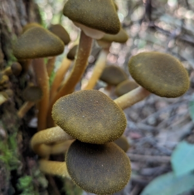 Armillaria luteobubalina (Australian Honey Fungus) at Paddys River, ACT - 21 May 2024 by HelenCross