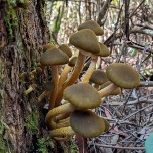 Armillaria luteobubalina at Tidbinbilla Nature Reserve - 21 May 2024