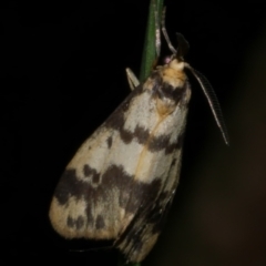 Anestia ombrophanes (Anestia ombrophanes) at Freshwater Creek, VIC - 14 Apr 2023 by WendyEM