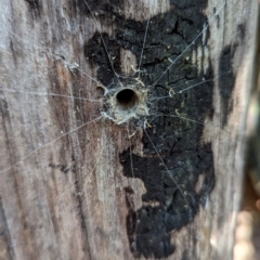 Ariadna sp. (genus) (Tube-dwelling spider) at Paddys River, ACT - 21 May 2024 by HelenCross