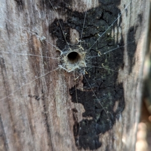 Ariadna sp. (genus) at Tidbinbilla Nature Reserve - 21 May 2024