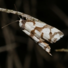 Chiriphe dichotoma (Reticulated Footman) at Freshwater Creek, VIC - 14 Apr 2023 by WendyEM