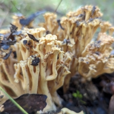Ramaria sp. (A Coral fungus) at Tidbinbilla Nature Reserve - 21 May 2024 by HelenCross