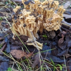 Ramaria sp. at Tidbinbilla Nature Reserve - 21 May 2024