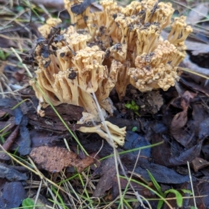 Ramaria sp. at Tidbinbilla Nature Reserve - 21 May 2024