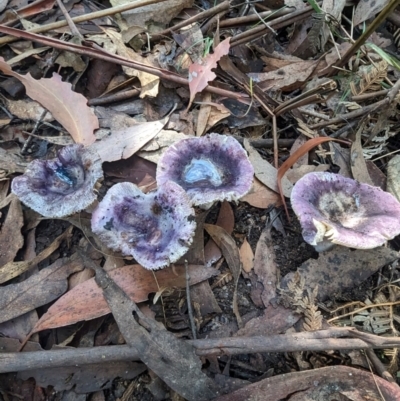 Russula sp. (Russula) at Tidbinbilla Nature Reserve - 21 May 2024 by HelenCross