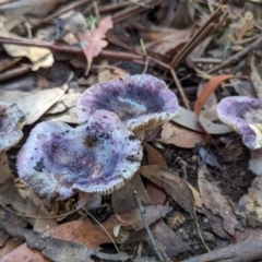 Russula sp. (genus) at Tidbinbilla Nature Reserve - 21 May 2024 11:22 AM