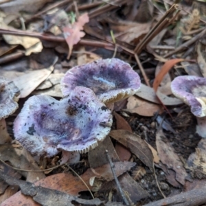 Russula sp. (genus) at Tidbinbilla Nature Reserve - 21 May 2024 11:22 AM