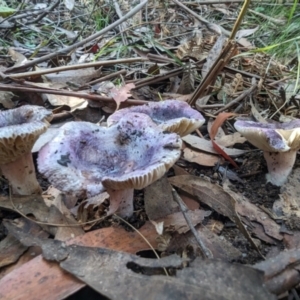 Russula sp. (genus) at Tidbinbilla Nature Reserve - 21 May 2024 11:22 AM